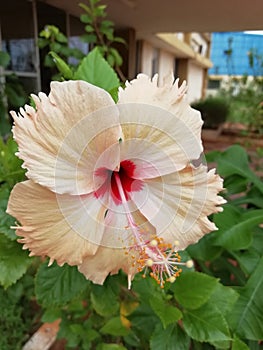 Sandal Wood colored Hybiscus flower