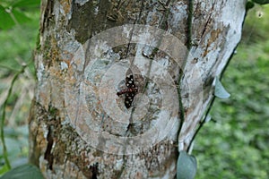 A sandalwood defoliator moth perched on the surface of the coconut trunk covered with lichen