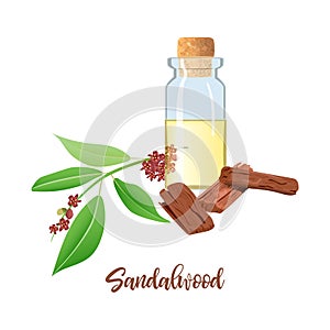 Sandalwood essential oil in glass bottle with cork, Chandan leaves, sticks, aromatherapy, perfume, spa, ayurveda