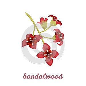 Sandalwood flower isolated on white background. Vector illustration of a fragrant plant