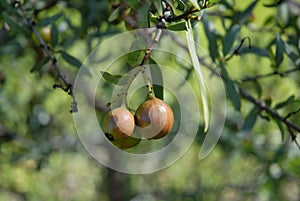 Sandalwood nuts growing on tree, detail