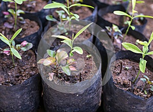 The sandalwood (Santalum album) seedlings in the nursery, in Yogyakarta, Indonesia