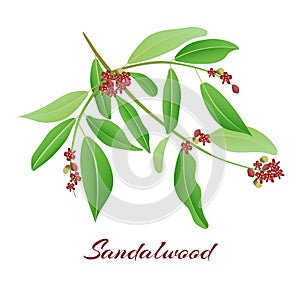 Sandalwood tree branch.