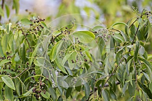 Sandalwood Tree Santalum album with Flowers Fruits   Green Leaves and Sky in Background