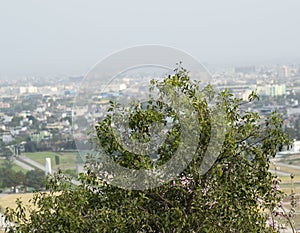 Sandalwood Tree Santalum album  with Green Leaves and Buildings in Background