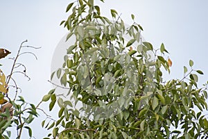 Sandalwood Tree Santalum album Leaves Closeup