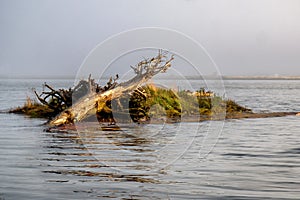 A sandbar island in the river is home to driftwood, as fog hides background features