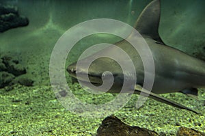 Sandbar shark photo