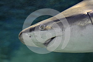 Sandbar shark photo