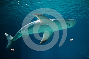 Sandbar shark (Carcharhinus plumbeus).