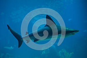 Sandbar shark Carcharhinus plumbeus
