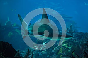 Sandbar shark Carcharhinus plumbeus photo