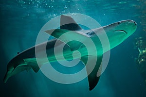Sandbar shark Carcharhinus plumbeus. photo