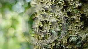 sandbox tree with its thorn