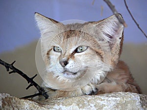 Sandcat