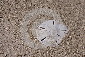 Sanddollar