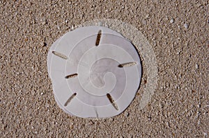Sanddollar