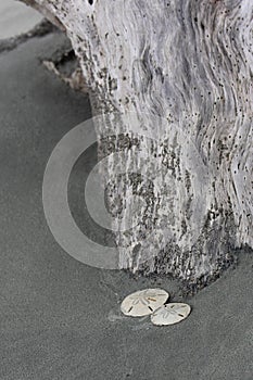 Sanddollars in the Sand