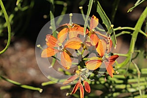 Sanddune Wallflower - Erysimum Capitatum