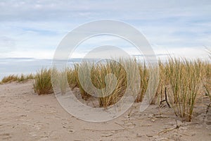 Sanddunes at Warnemuende Rostock beach