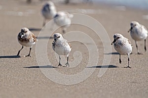 Sanderings walking on the sand.