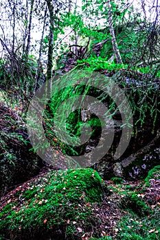 Sanderjord forests in southern Norway photo