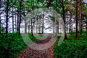 Sanderjord forests in southern Norway photo