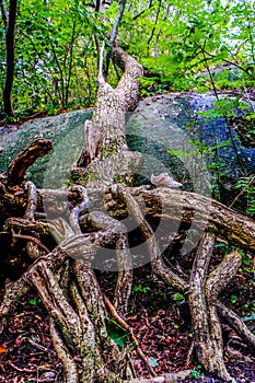 Sanderjord forests in southern Norway photo