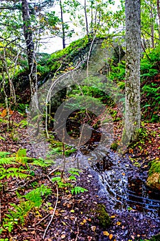 Sanderjord forests in southern Norway photo