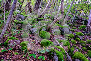 Sanderjord forests in southern Norway photo