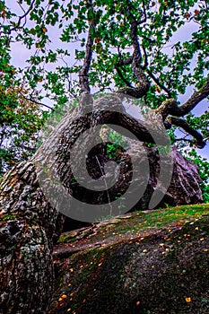 Sanderjord forests in southern Norway photo