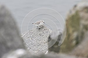 Sanderling