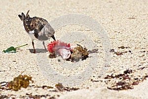 Sanderling 2