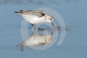 Sanderling