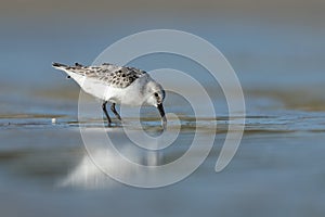 Sanderling