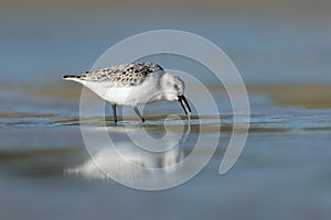 Sanderling