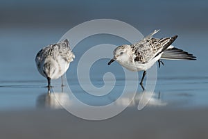 Sanderling