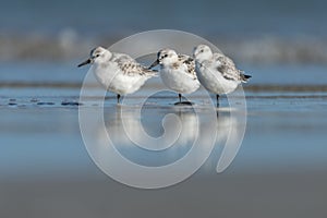 Sanderling