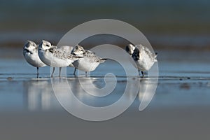 Sanderling