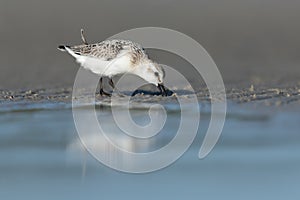 Sanderling