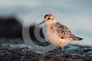 Sanderling