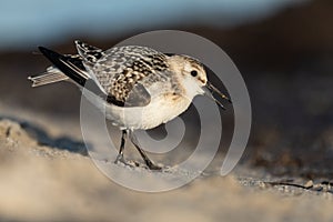 Sanderling