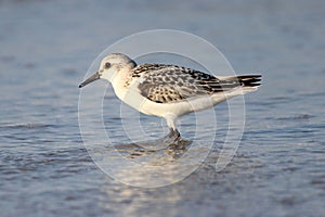 Sanderling