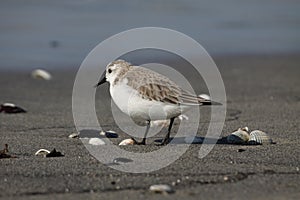 Sanderling