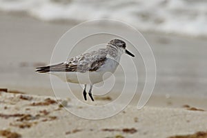 Sanderling