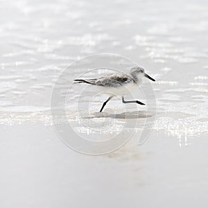 Sanderling photo