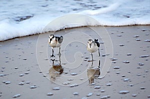 Sanderling