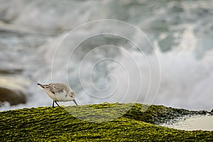 A sanderling against the waves