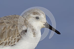 Sanderling - Aldris alba - Pilrito das praias - bird