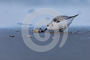 A Sanderling on the beach